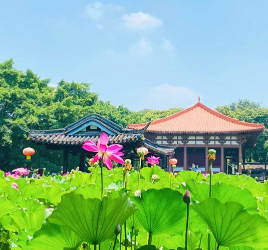 宁波哪里全是荷花池景点,宁波哪里全是荷花池景点啊