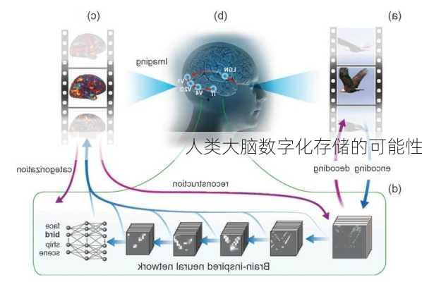 人类大脑数字化存储的可能性