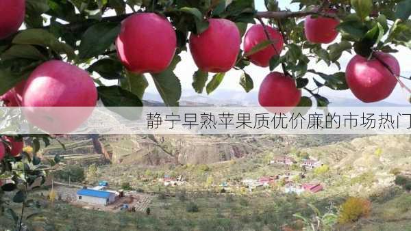 静宁早熟苹果质优价廉的市场热门