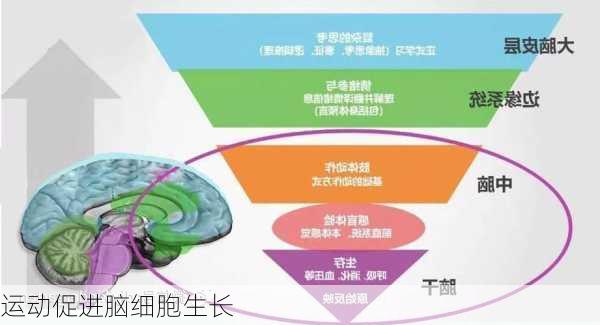 运动促进脑细胞生长