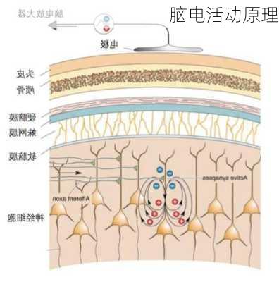 脑电活动原理