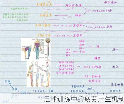 足球训练中的疲劳产生机制