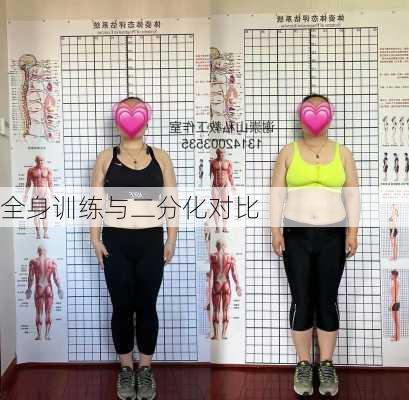 全身训练与二分化对比