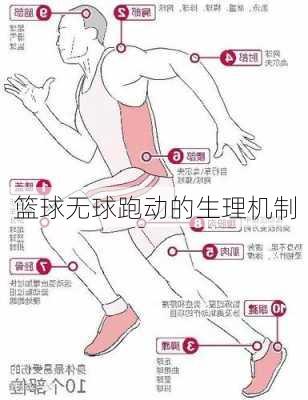 篮球无球跑动的生理机制