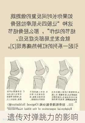 遗传对弹跳力的影响