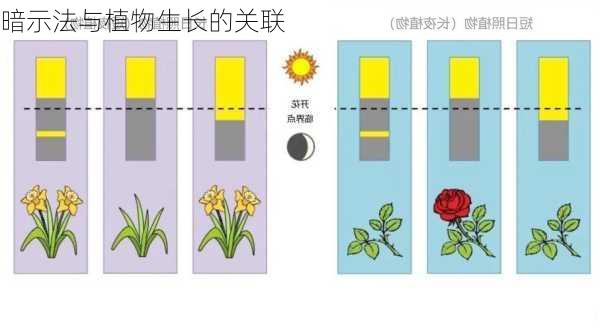 暗示法与植物生长的关联