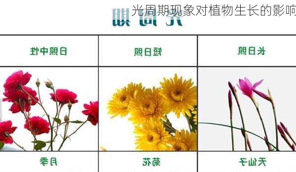 光周期现象对植物生长的影响