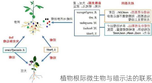 植物根际微生物与暗示法的联系