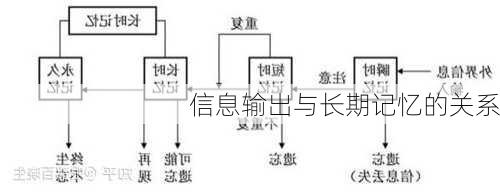 信息输出与长期记忆的关系