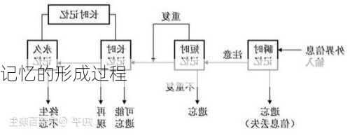 记忆的形成过程