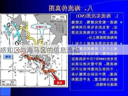 感知区与海马区的信息流动