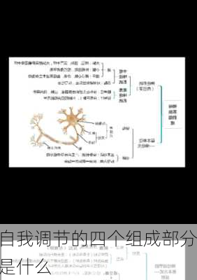 自我调节的四个组成部分是什么