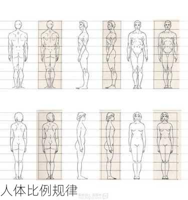 人体比例规律
