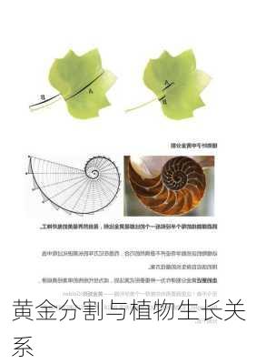 黄金分割与植物生长关系