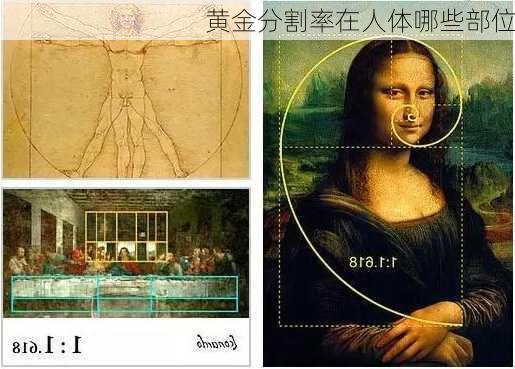 黄金分割率在人体哪些部位