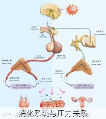 消化系统与压力关系