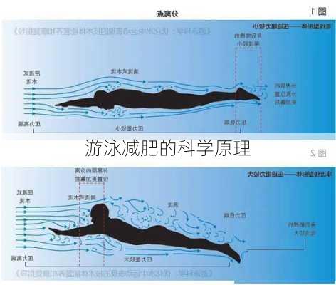 游泳减肥的科学原理