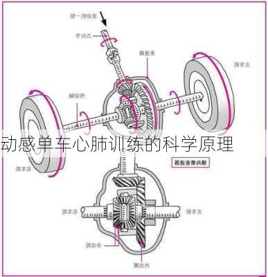 动感单车心肺训练的科学原理
