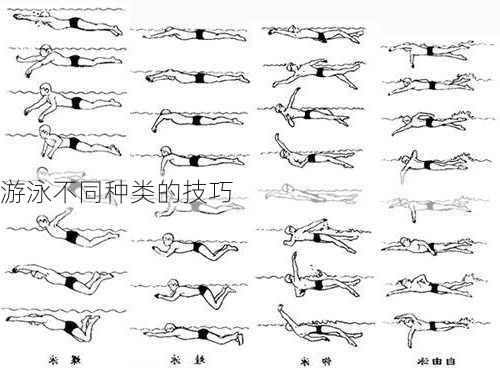 游泳不同种类的技巧
