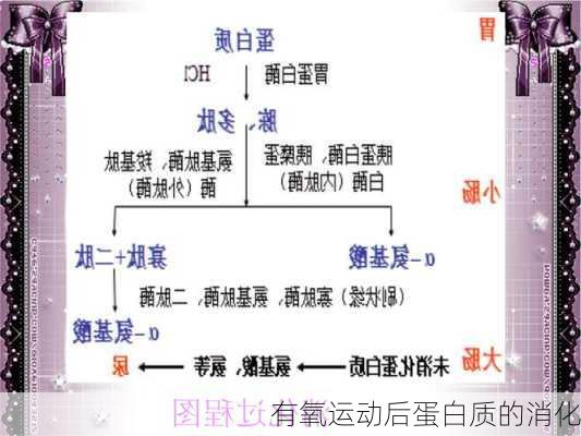 有氧运动后蛋白质的消化
