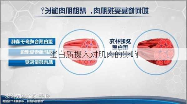 蛋白质摄入对肌肉的影响
