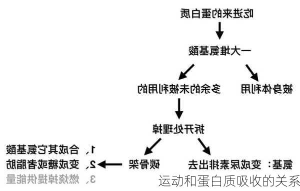 运动和蛋白质吸收的关系