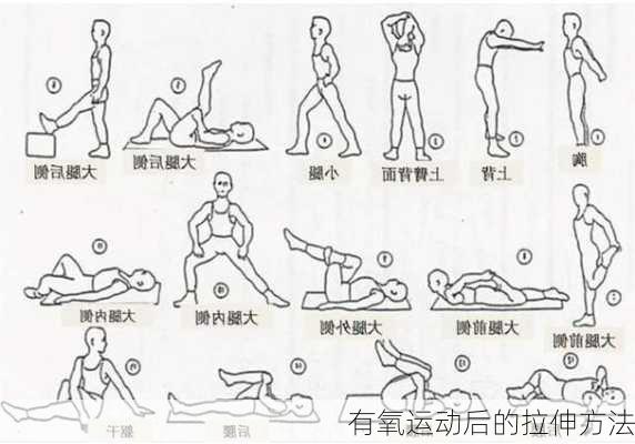 有氧运动后的拉伸方法
