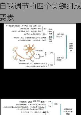 自我调节的四个关键组成要素