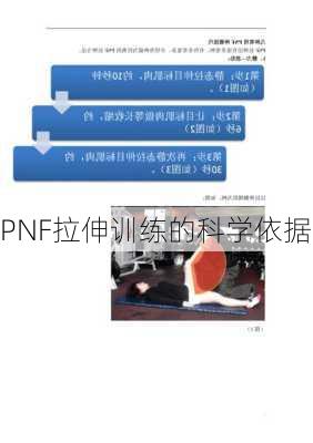 PNF拉伸训练的科学依据