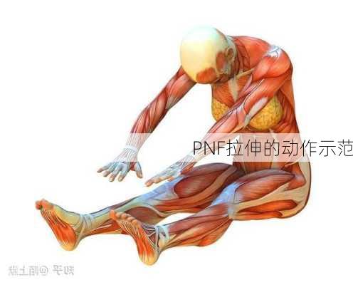 PNF拉伸的动作示范
