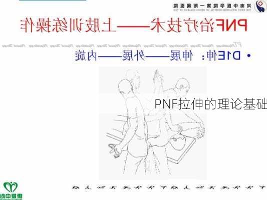 PNF拉伸的理论基础