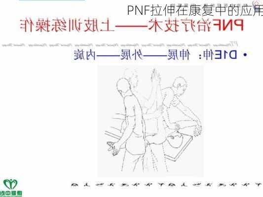 PNF拉伸在康复中的应用