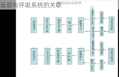 运动与呼吸系统的关联