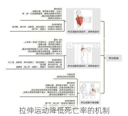 拉伸运动降低死亡率的机制