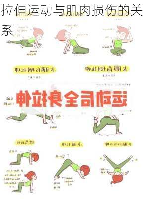 拉伸运动与肌肉损伤的关系