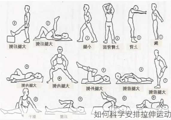 如何科学安排拉伸运动