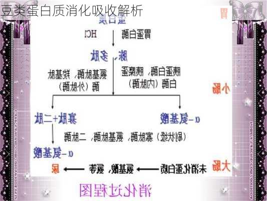 豆类蛋白质消化吸收解析
