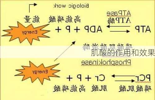 肌酸的作用和效果