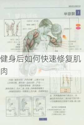 健身后如何快速修复肌肉