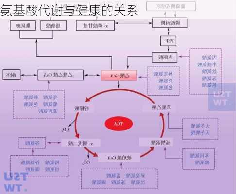 氨基酸代谢与健康的关系