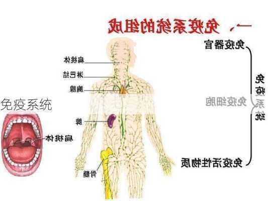 免疫系统