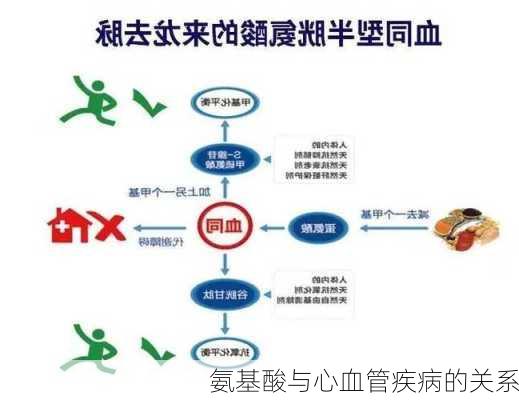氨基酸与心血管疾病的关系