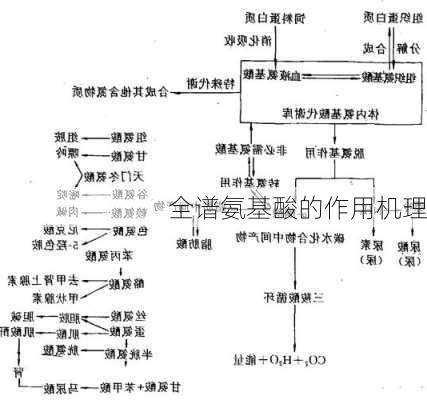 全谱氨基酸的作用机理
