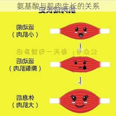氨基酸与肌肉生长的关系