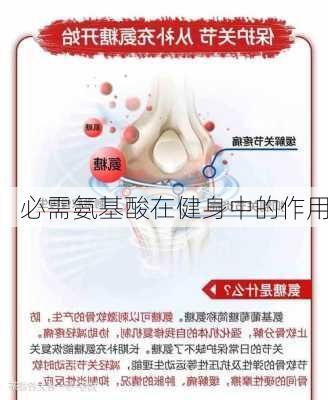 必需氨基酸在健身中的作用