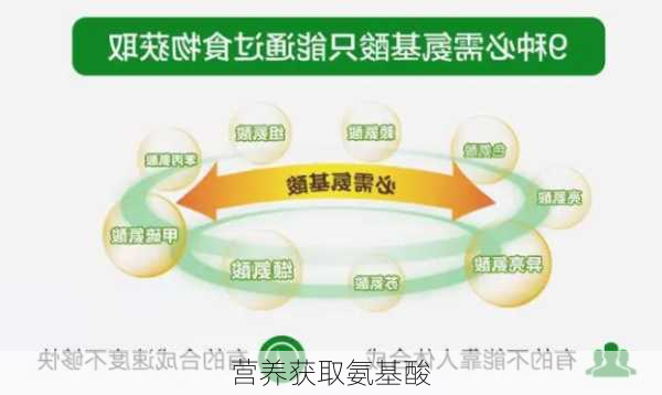 营养获取氨基酸