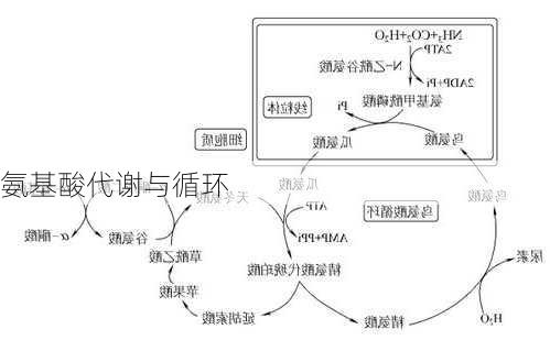 氨基酸代谢与循环