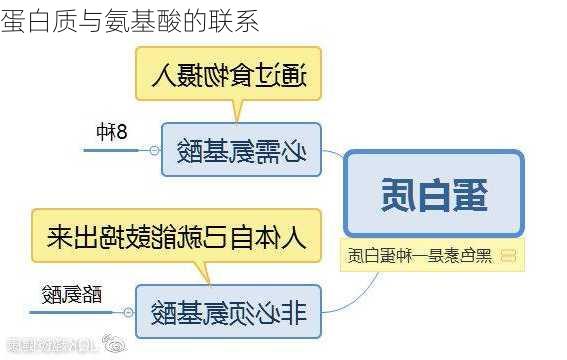 蛋白质与氨基酸的联系