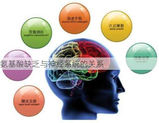 氨基酸缺乏与神经系统的关系