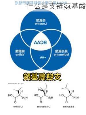 什么是支链氨基酸